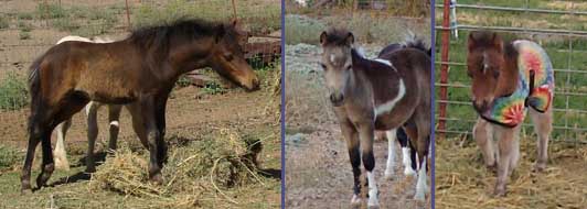 Val's foals